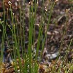 Trichophorum pumilum Costuma