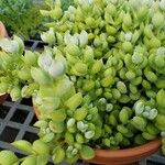 Cotyledon pendens Hoja