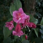 Weigela hortensis Кветка