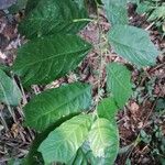 Turraea cabrae Leaf