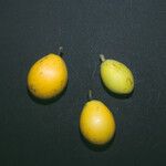 Pradosia ptychandra Fruit