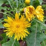 Sonchus congestus Frunză