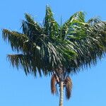 Oenocarpus distichus Virág