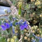 Echium vulgareBlomst