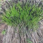 Carex nigra পাতা
