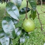 Chrysophyllum cainito Fruit