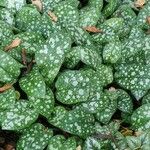 Pulmonaria officinalis পাতা