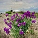 Matthiola incana Blüte