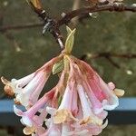 Viburnum × bodnantense Flor