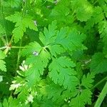 Geranium robertianum Leaf