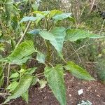 Ipomoea carnea Frunză