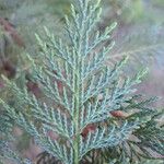 × Hesperotropsis leylandii Leaf