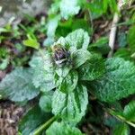 Ajuga pyramidalis Leaf