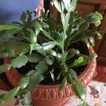 Schlumbergera bridgesii Fulla