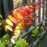 Ipomoea lobata Цвят