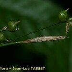 Carex alba Lorea