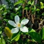 Wrightia antidysenterica Λουλούδι