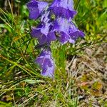 Campanula alpina Blomst