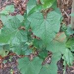 Fagopyrum cymosum Leaf