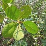 Sonneratia alba Leaf