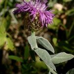 Centaurea jordaniana その他の提案