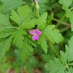 Geranium purpureum花