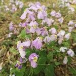 Orychophragmus violaceus Blüte