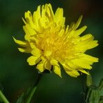 Sonchus tenerrimus Fleur