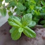 Mentha spicata Blatt