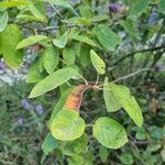 Amelanchier canadensis Foglia