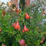 Punica granatum 花