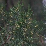 Juniperus chinensis Flower