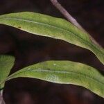 Microgramma thurnii Leaf