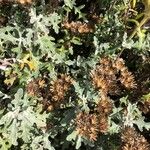 Eriophyllum stoechadifolium Deilen