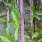 Macfadyena unguis-cati Frukt