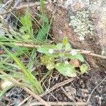 Stachys arvensis Blüte