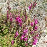 Antirrhinum cirrhigerum Alkat (teljes növény)