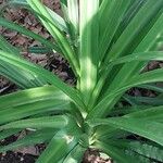 Crinum amoenum Leaf