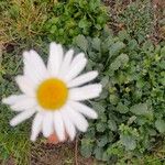 Leucanthemum ircutianumCvet