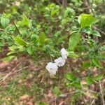 Spiraea prunifolia Flower