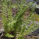 Woodsia ilvensis 葉