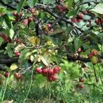 Aronia arbutifolia Fruit