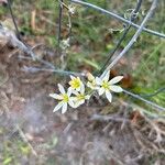 Nothoscordum bivalve Flor
