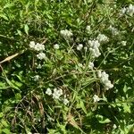 Pseudognaphalium californicum Habit