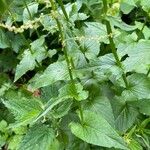 Rumex arifolius Blad