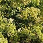 Crithmum maritimum Habit