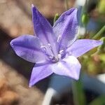 Triteleia laxa പുഷ്പം