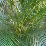 Dypsis lutescens Blad