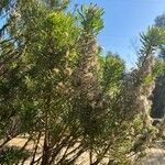 Baccharis paniculata Yaprak