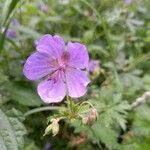 Geranium sylvaticumЦвят